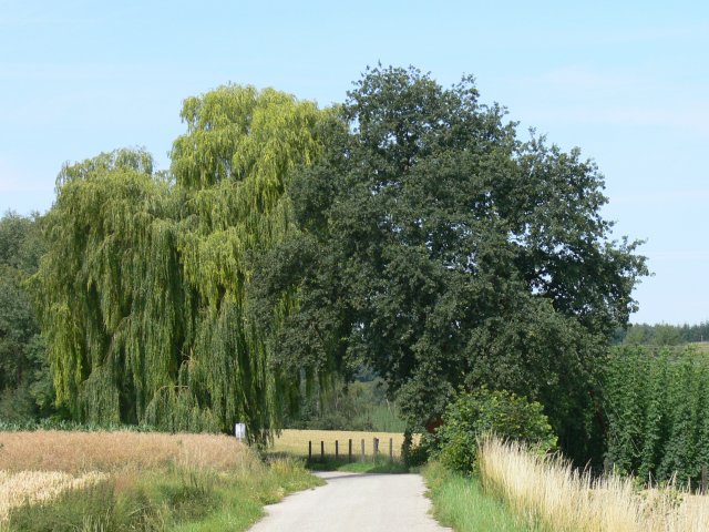 Große Darstellung des Bildes