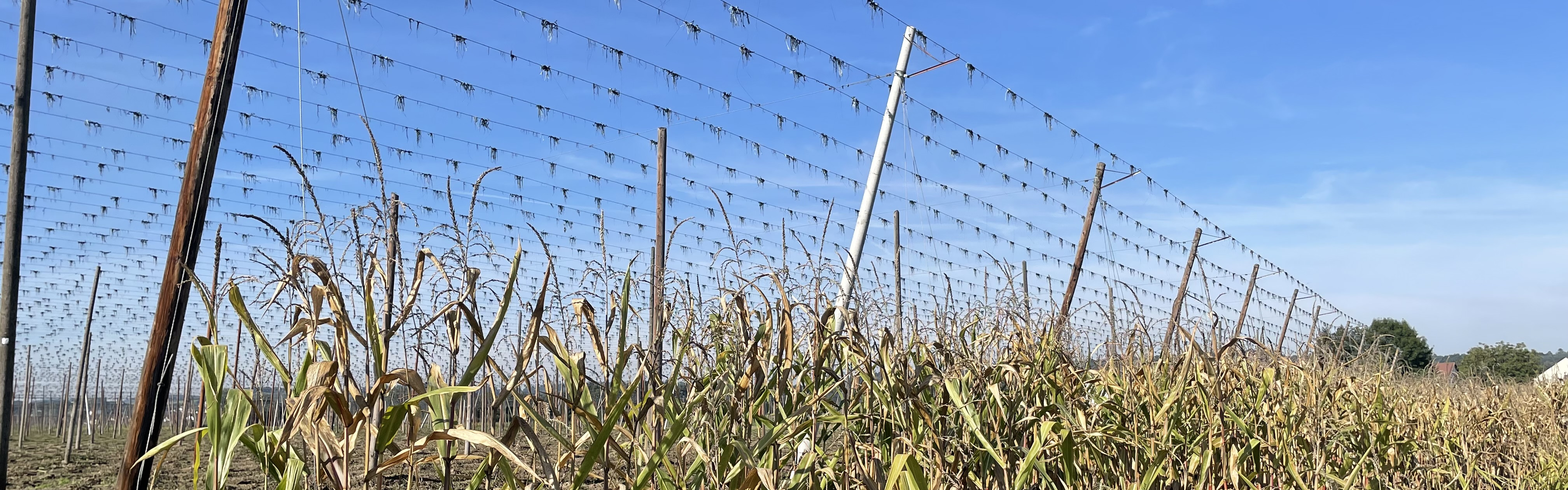 Slider Herbst Mais und Hopfengarten