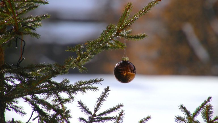 Nadelbäume, Nadelzweige